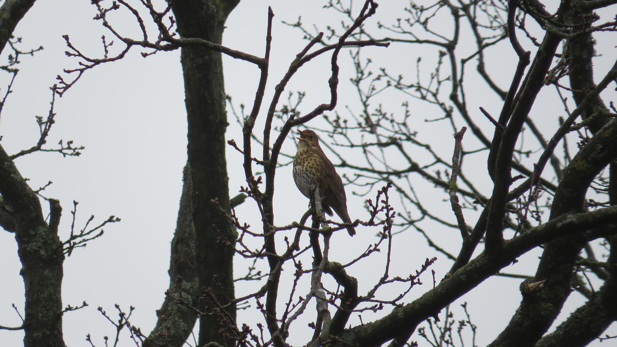 caccia-ai-tordi: Video: caccia ai tordi da appostamento caccia-ai-tordi: Video: caccia ai tordi da appostamento