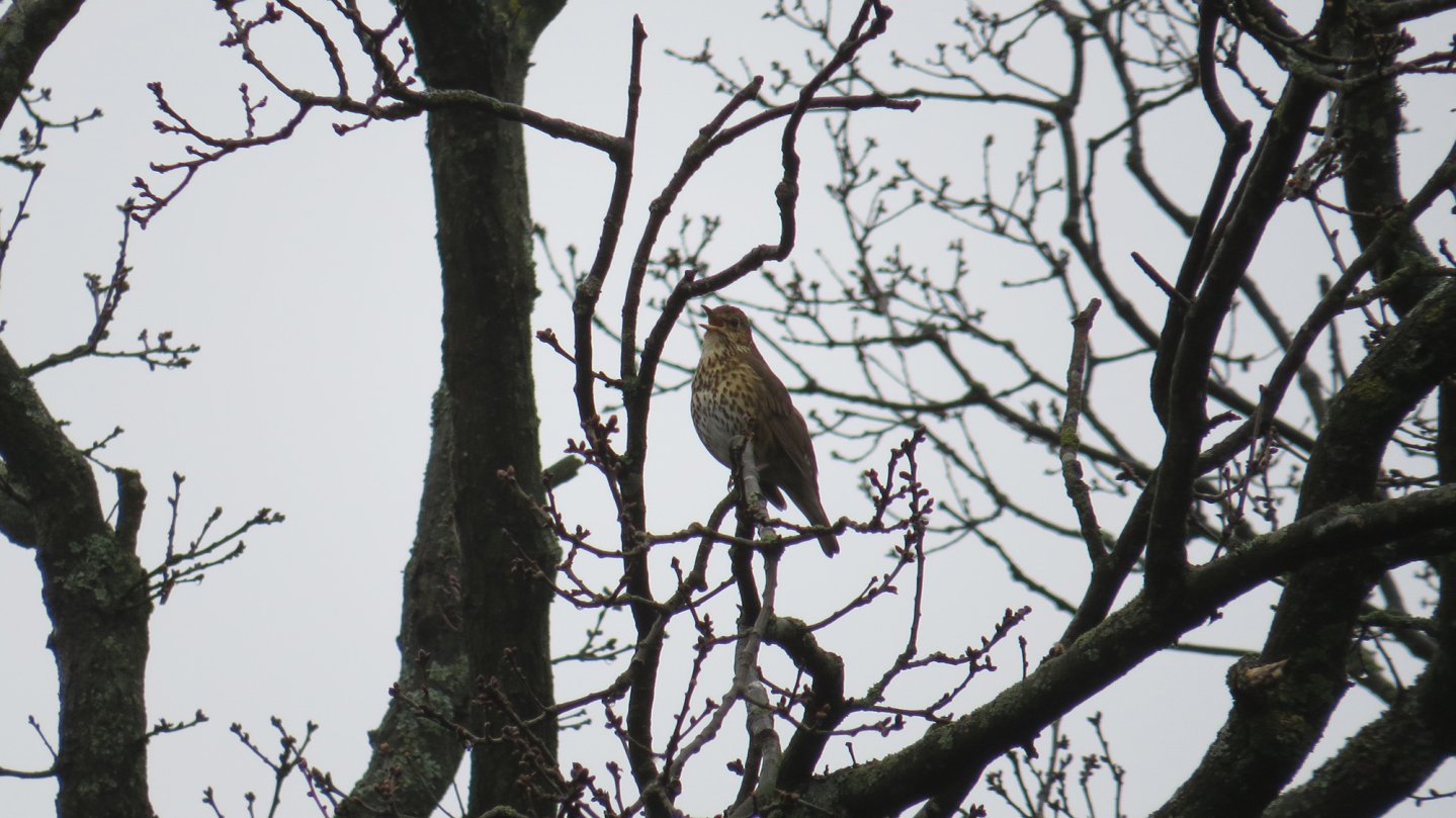 Caccia ai tordi da appostamento Caccia ai tordi