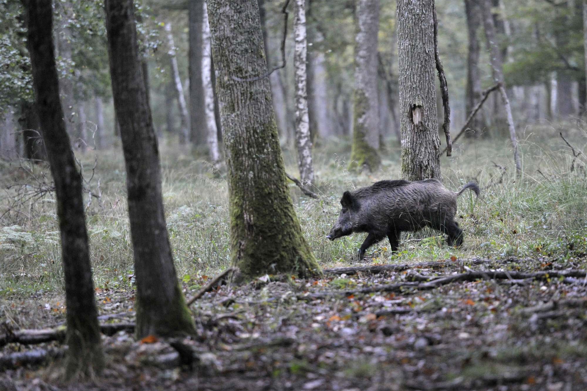 caccia-al-cinghiale: Video: Caccia al cinghiale, il Trofeo della Torre
