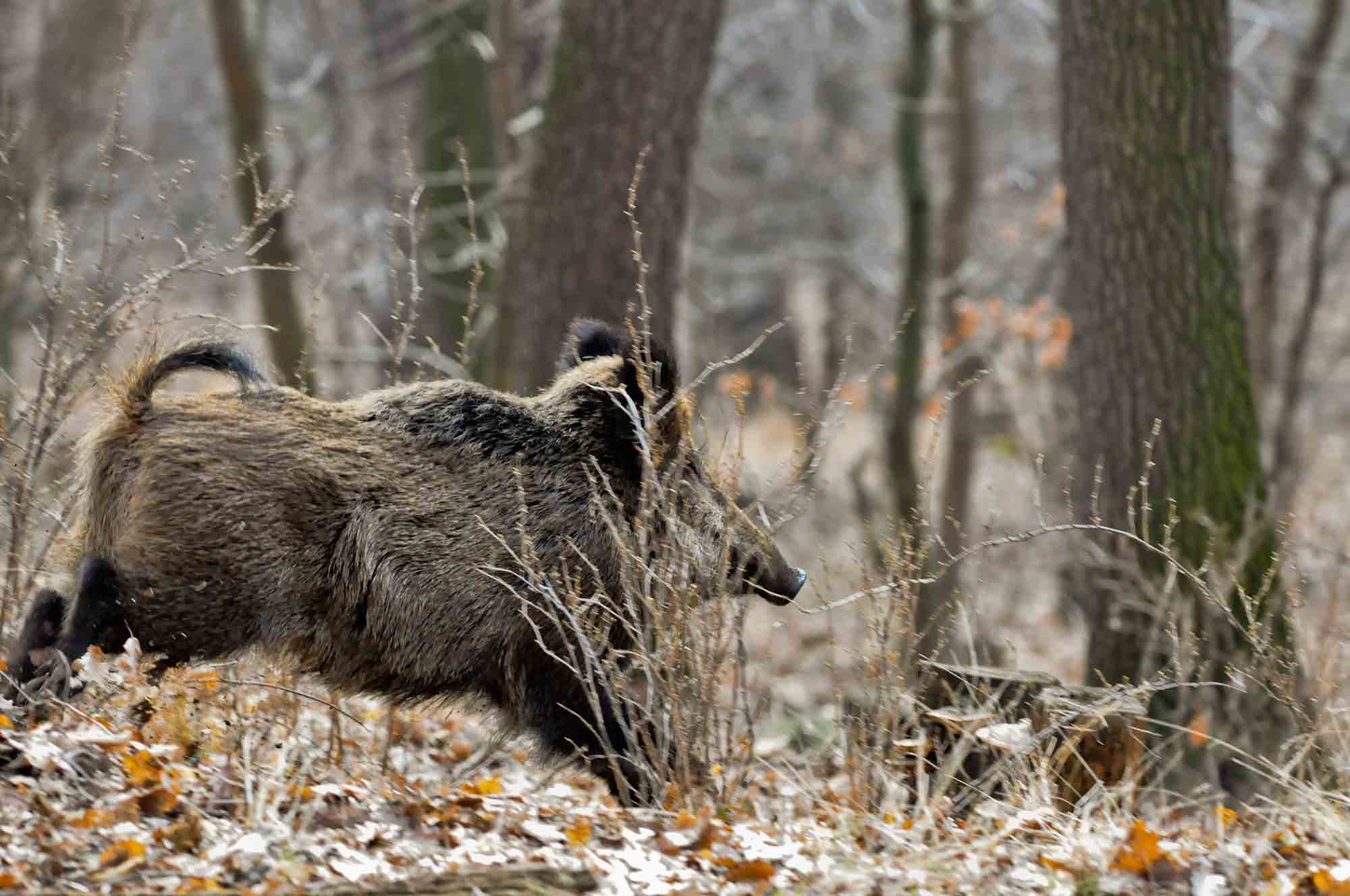 caccia-al-cinghiale: Video: caccia al cinghiale in battuta