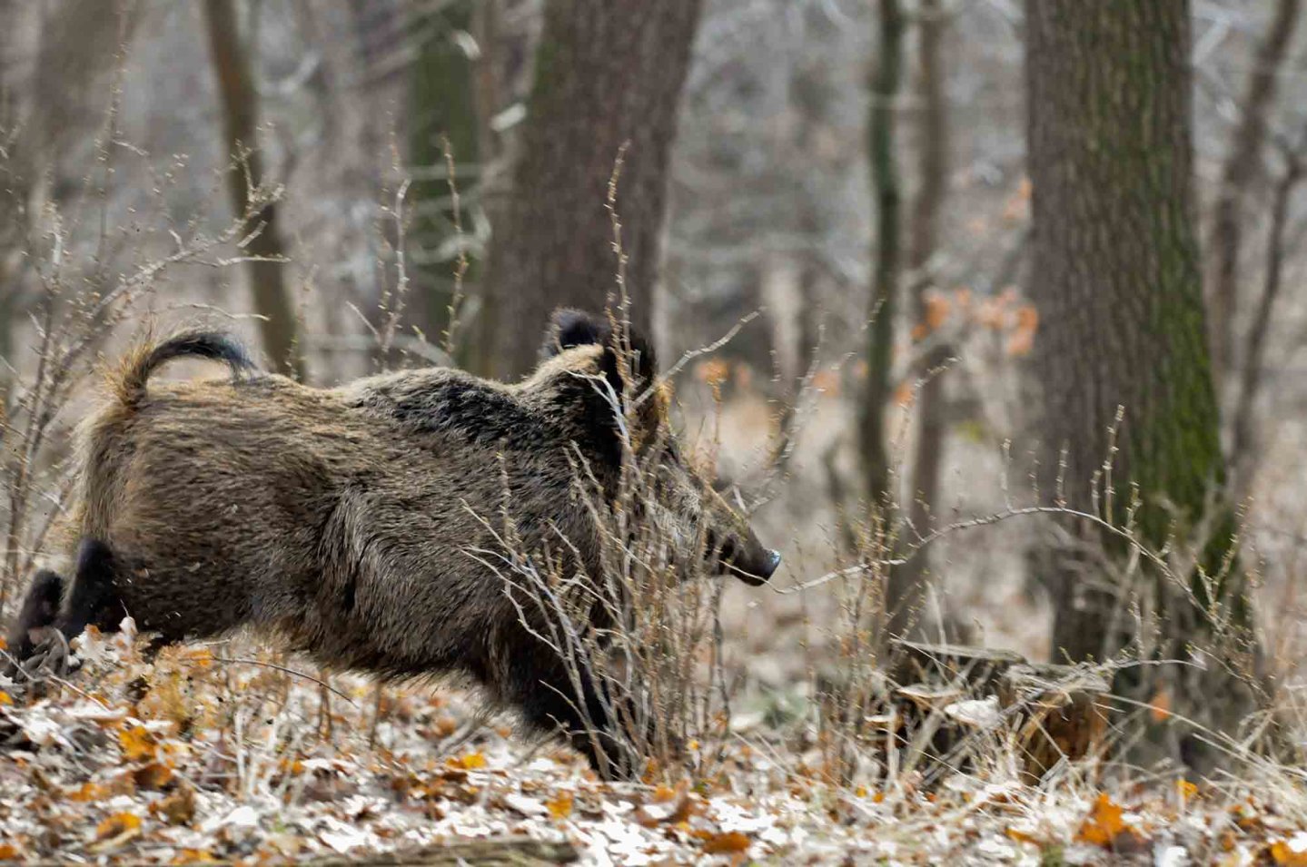 Caccia al cinghiale in battuta Cinghiale