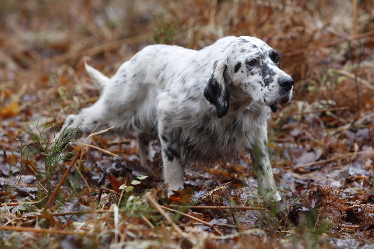 Caccia alla beccaccia con il setter inglese Setter inglese
