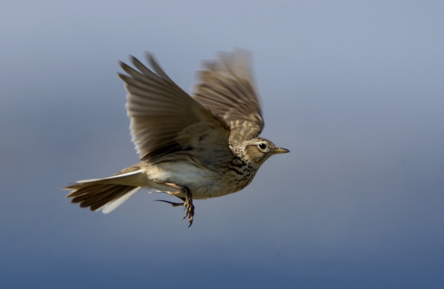Caccia alle allodole Allodola in volo
