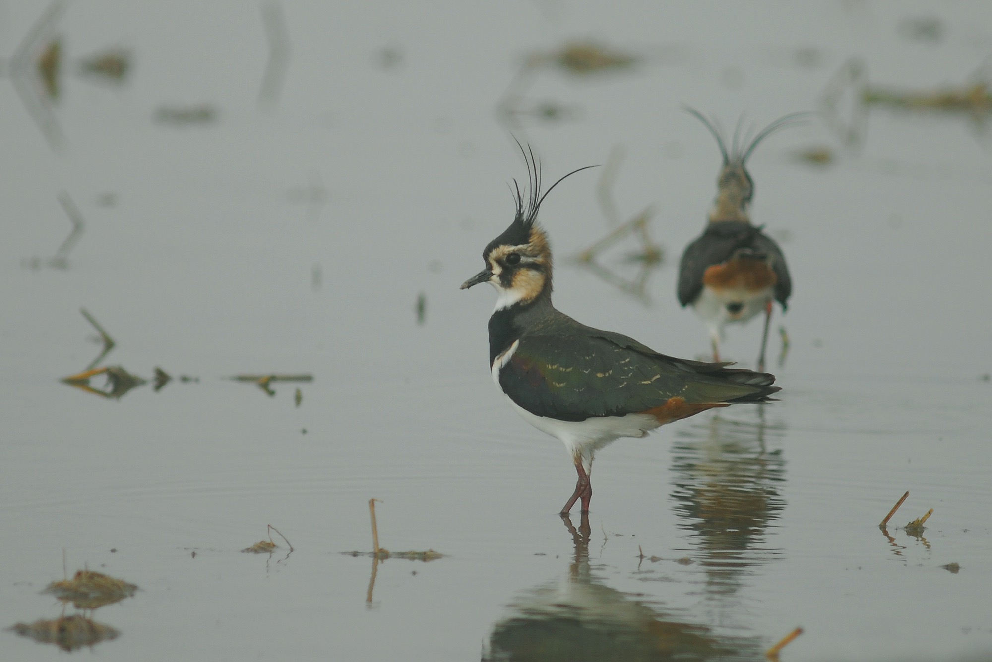 caccia-da-appostamento: Video: Caccia alle pavoncelle caccia-da-appostamento: Video: Caccia alle pavoncelle