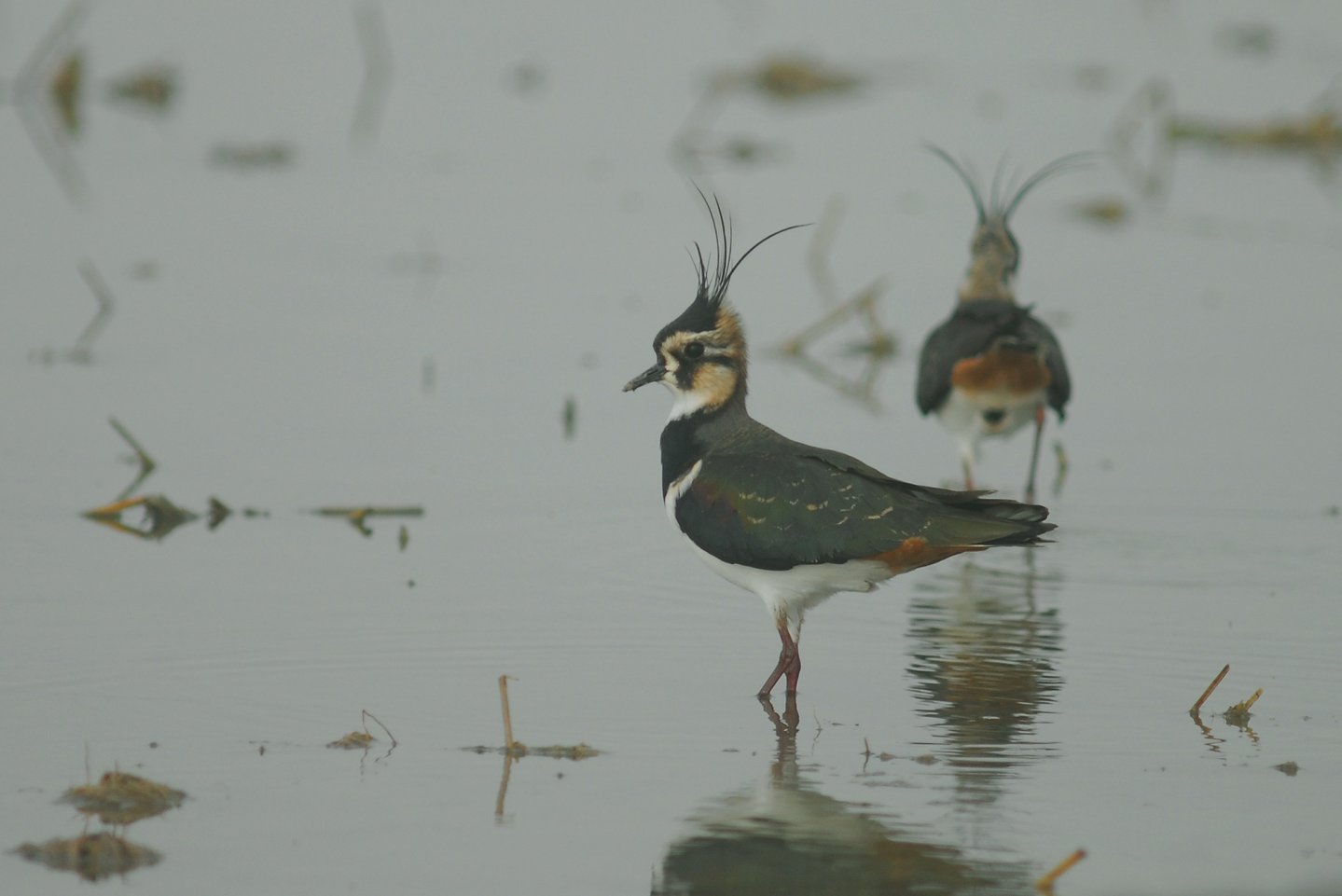 Caccia alle pavoncelle pavoncella