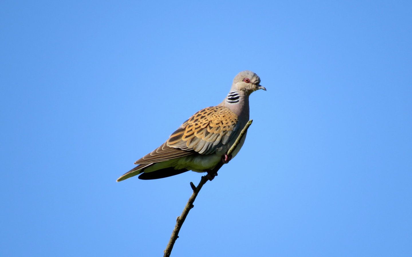 Caccia alle tortore tortora