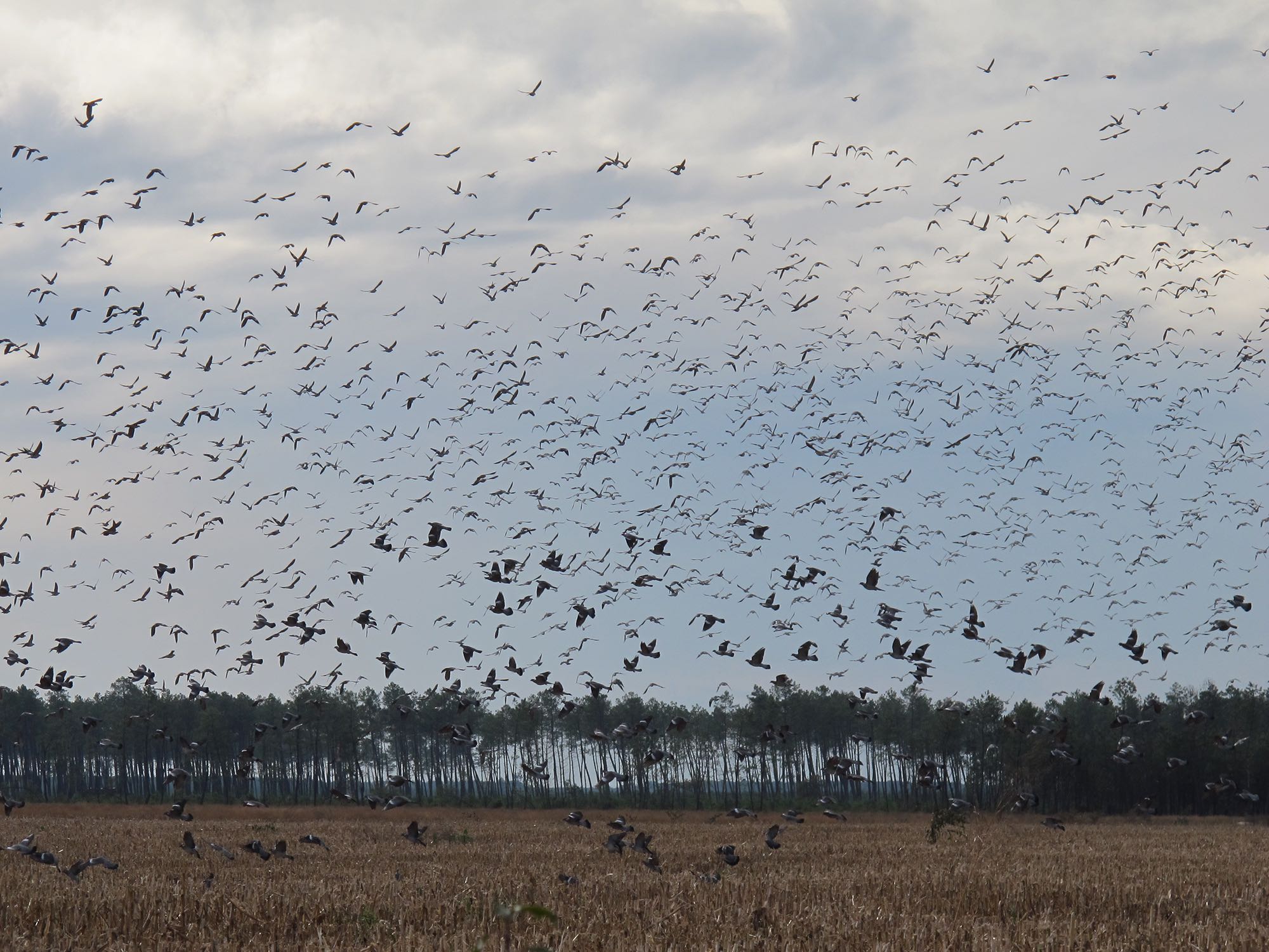 caccia-ai-colombacci: Lugari Video: colombacci, caccia al campo