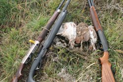 Vinci all4hunters: caccia alle starne in Valle di Fiordimonte IMG_9961.JPG