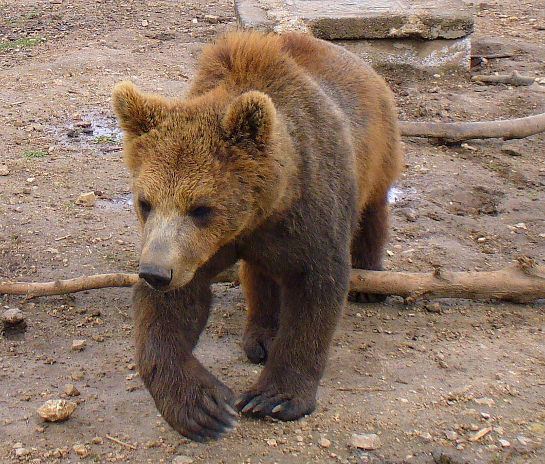 caccia: FAR GIRARE LA GIOSTRA, attorno all’Orso marsicano!