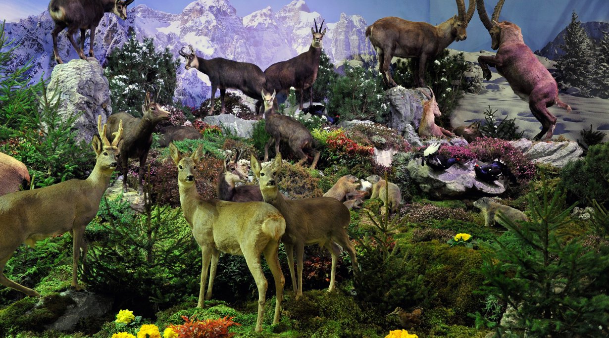 Hunting Show Vicenza 2014