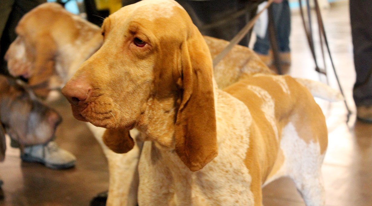 Hunting Show Vicenza 2014