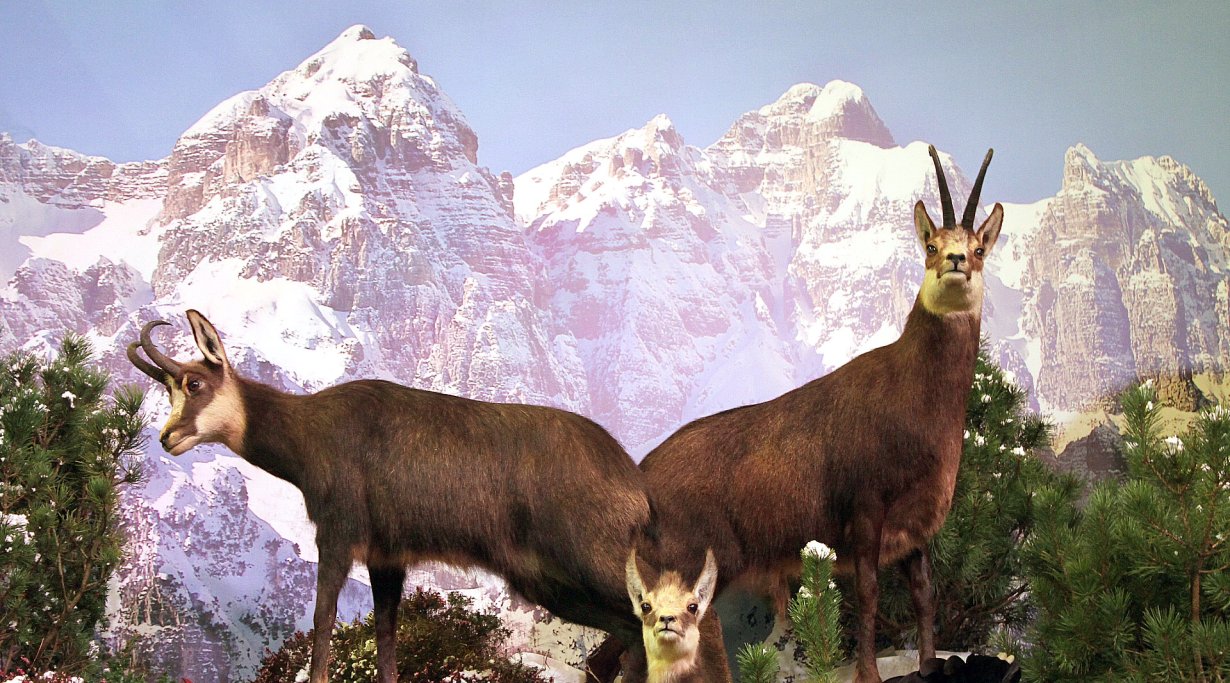 Hunting Show Vicenza 2014