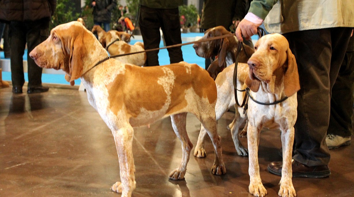Hunting Show Vicenza 2014