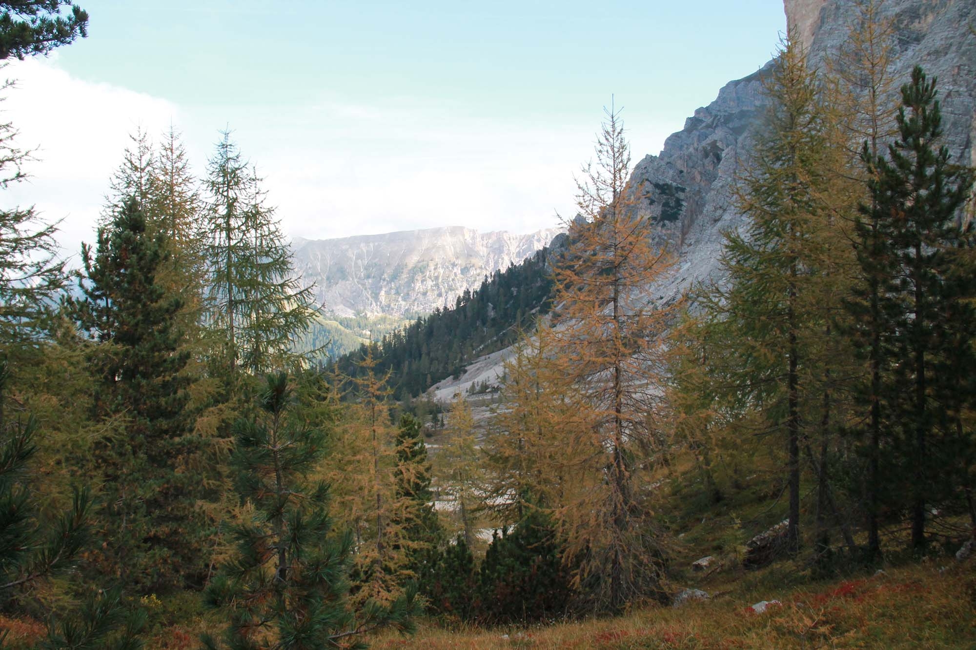 legge: Strategia Forestale Nazionale: il ruolo della Caccia e dei Cacciatori