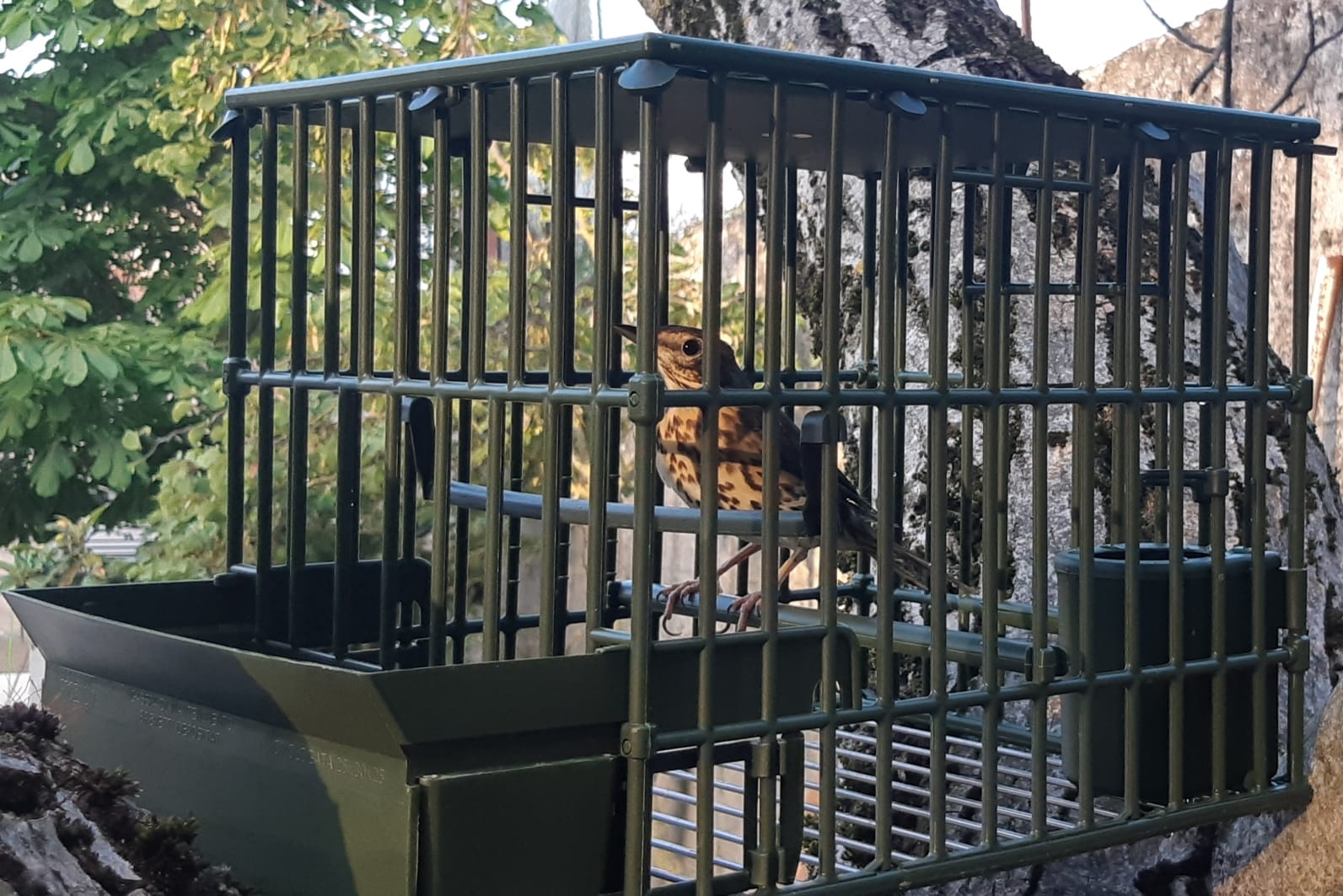 legge: Uccellagione: la Cassazione chiarisce i criteri di configurabilità del reato