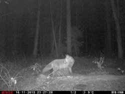 Minox DTC 700 and DTC 1100 wildlife cameras Fox image with Minox DTC 1100