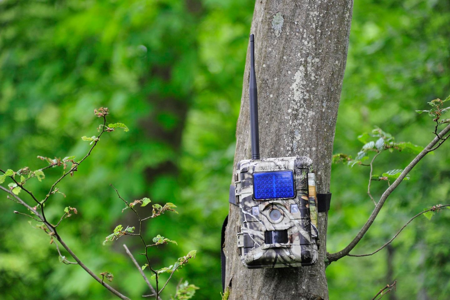 Minox DTC 700 and DTC 1100 wildlife cameras Minox DTC 1100 camo