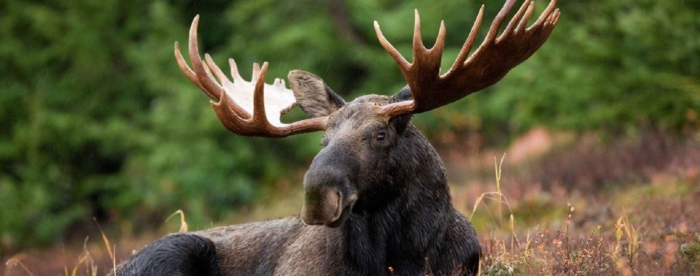 У кого на службе Нацкомиссия по вопросам ККУ? Лось в лесу