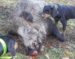 Корм Atletic Dog Plus Al Cavallo: быстрое восстановление энергии Охота на дикого кабана.
