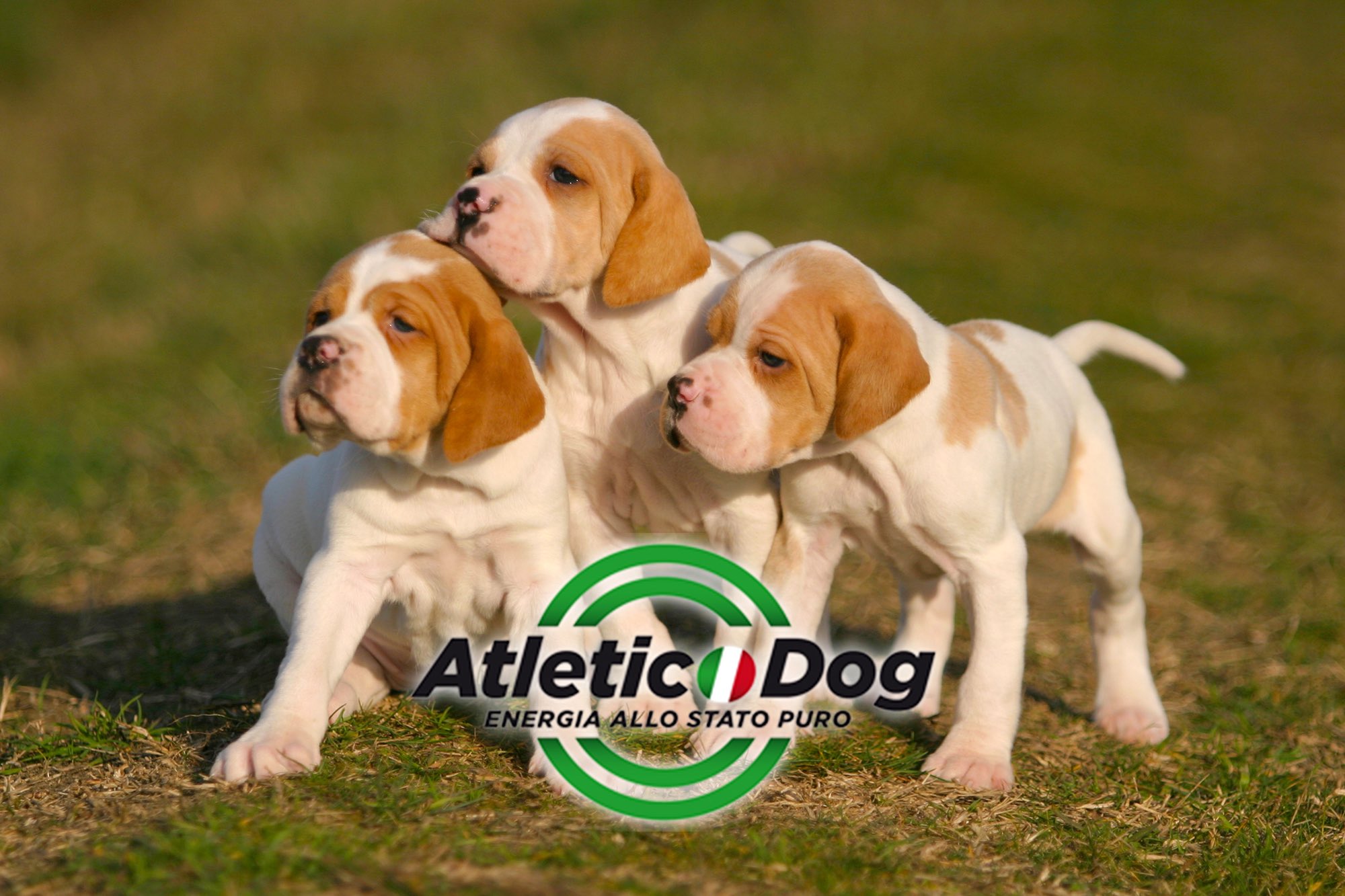 necon pet food: Atletic Dog Puppy: корм для щенков и сук necon pet food: Atletic Dog Puppy: корм для щенков и сук