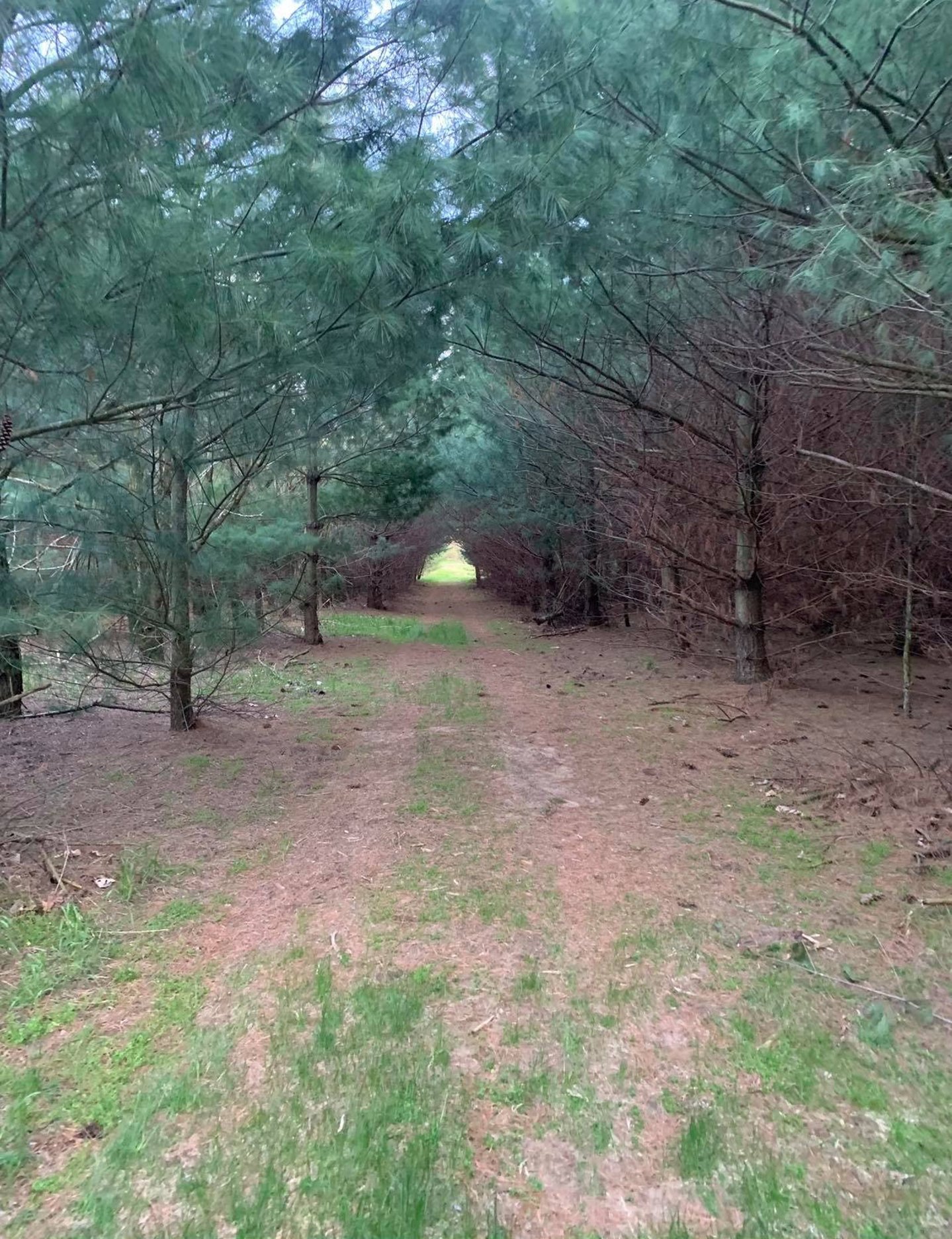 Сосновые рощи, места обитания оленей  