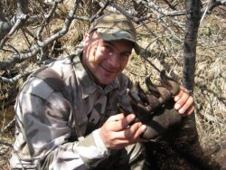 Медвежья лапа в руках охотника