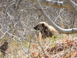 росомаха в зарослях