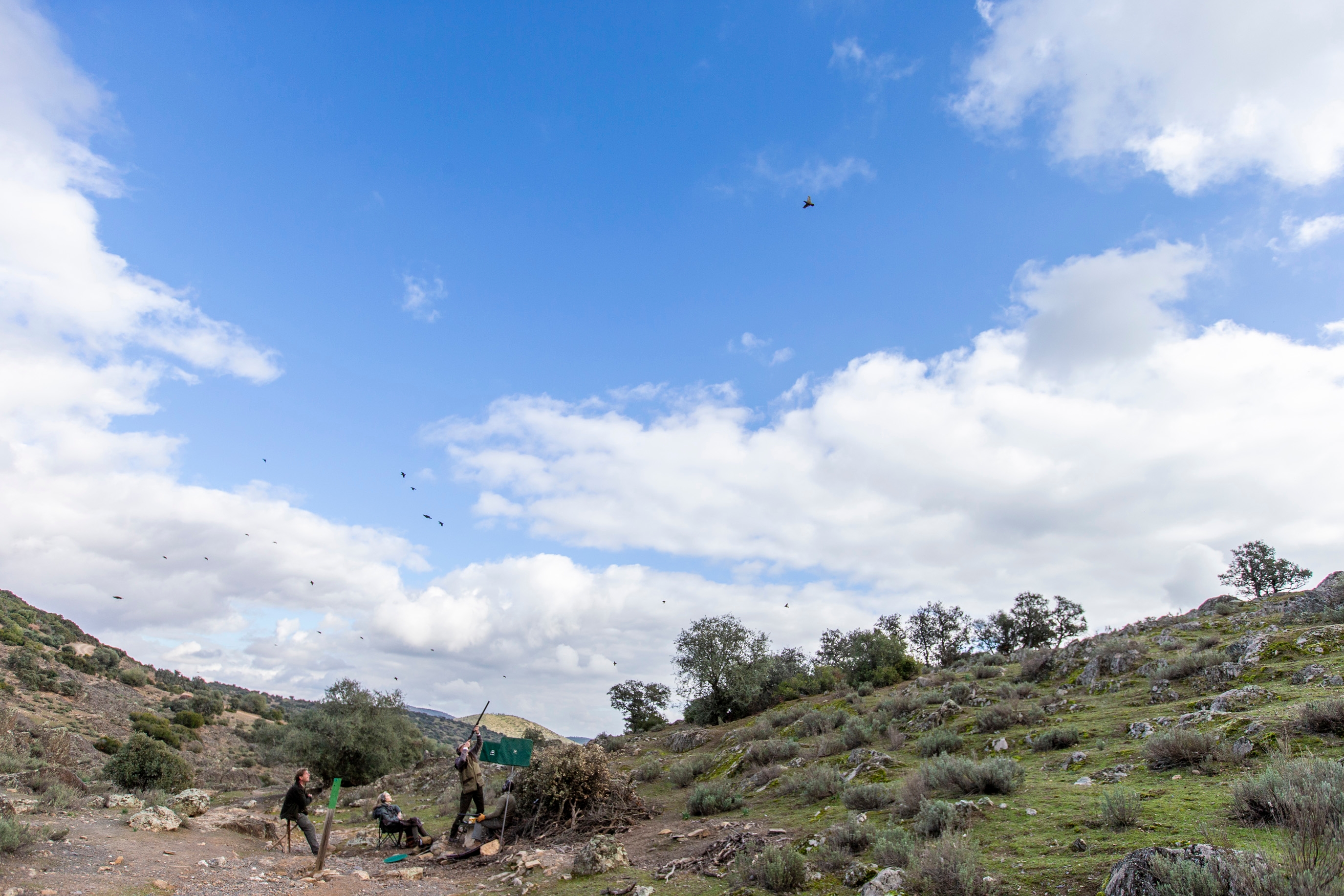 kultura: Охота Мечты: на пролётную, высоко летящую, куропатку в Испании 