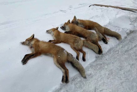 Охота мечты: охота в Латвии  Лисы