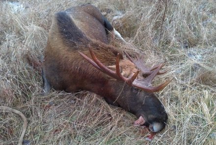 Охота мечты: охота в Латвии  Лось