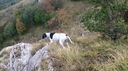 Английский пойнтер также подходит для горной охоты на куропаток