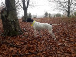 Английский пойнтер может стать специалистом в области охоты на вальдшнепа