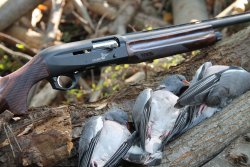 Охота с самозарядным ружьем Benelli Colombo Benelli Colombo и подстреленные дикие голуби