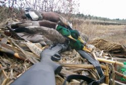 Benelli M2, полуавтомат для охотничьих вкусов Система Comfort Tech