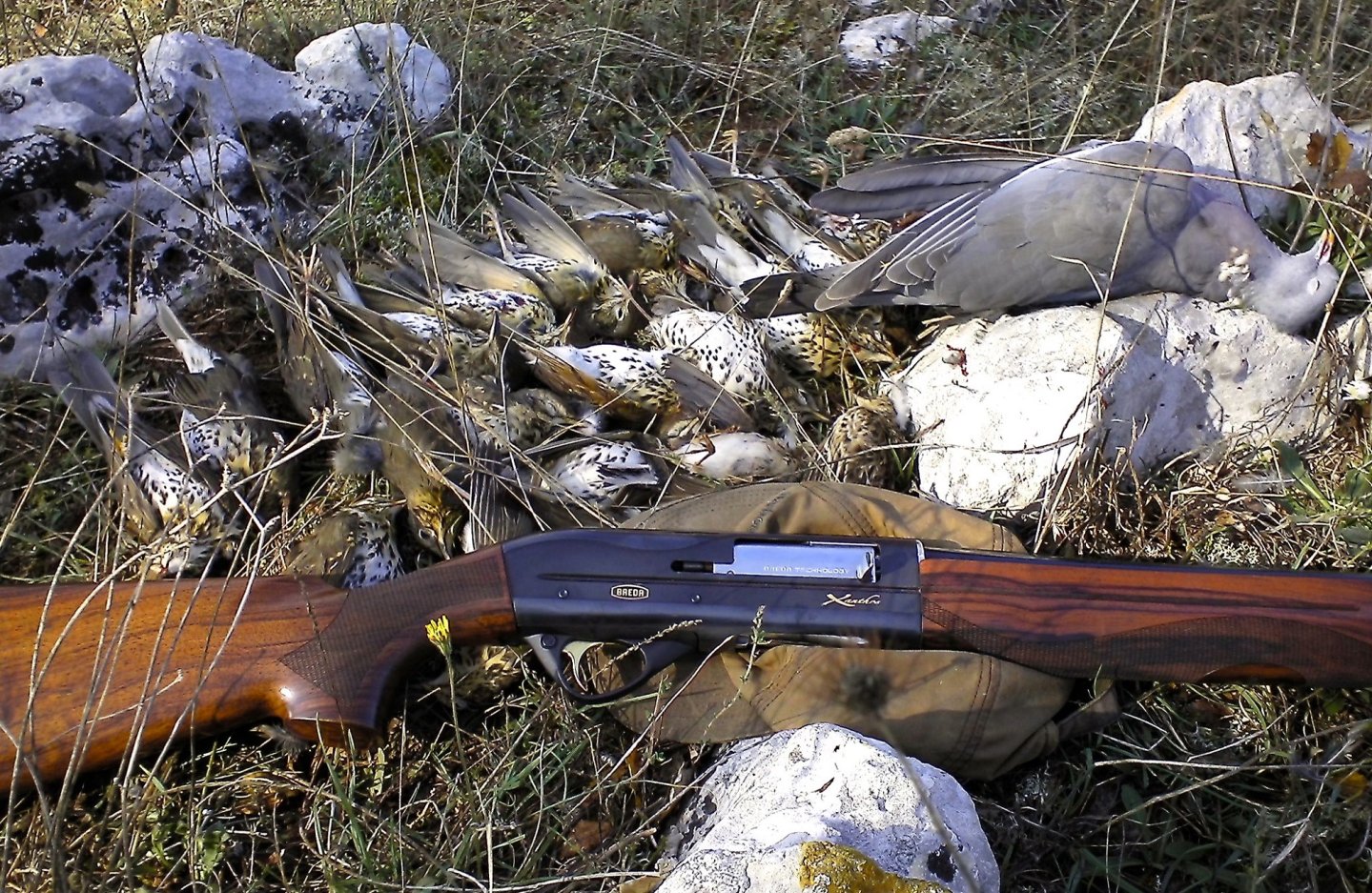 Полуавтоматы BREDA - серии «Echo», «Xanthos» и «Chiron», которые хочется «носить на руках» Инерционный полуавтомат серии Xanthos и добыча