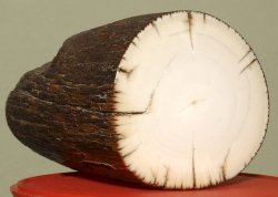 Jochann Fanzoj представляет: оружие с гравировкой на кости Бивень мамонта